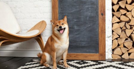 Pelo lucido Prodotti per la cura degli animali Midor