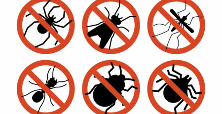 Quali detergenti utilizzare per tenere gli insetti fuori dalla nostra casa