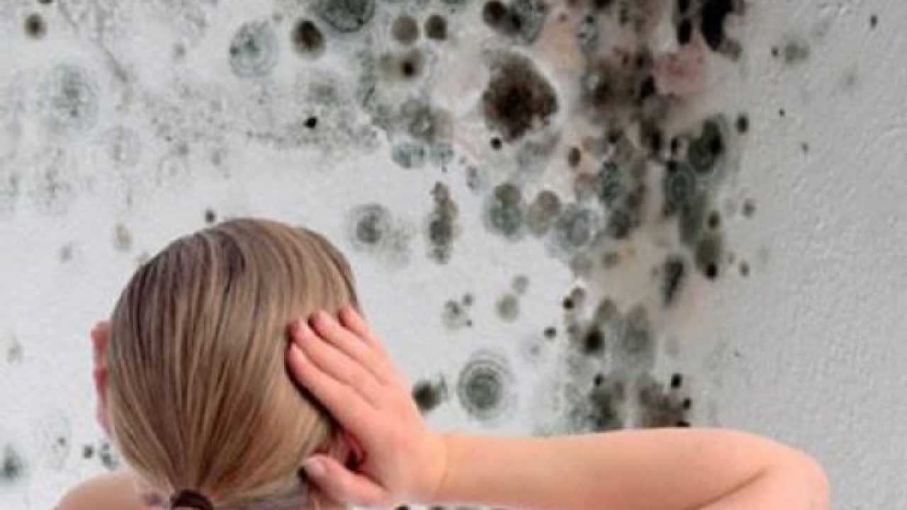 Muffa e antimuffa consigli per eliminarla