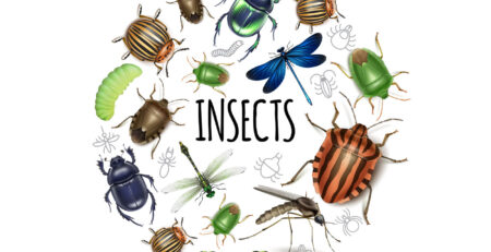 rimedi contro insetti midor